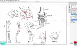 女性人体解剖学视频,深入解析女性身体结构奥秘